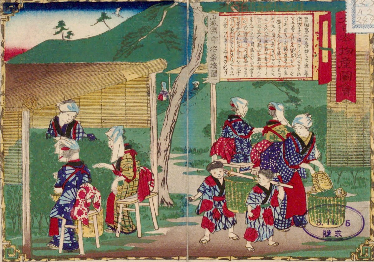 Grabado japonés de 1877 que muestra la cosecha de té en Uji