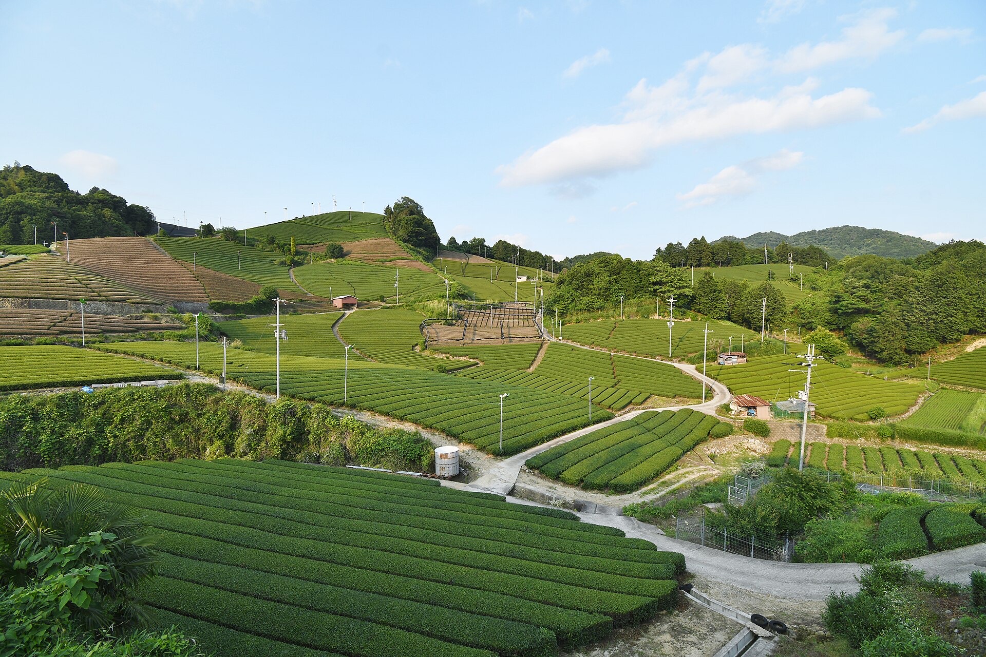 Terrazas de té de Ishidera, en la región de té de Uji, Kyoto