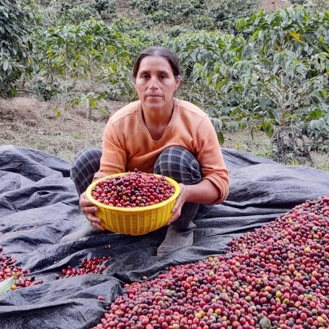 Noreña Minaya Guillerma Nicolaza